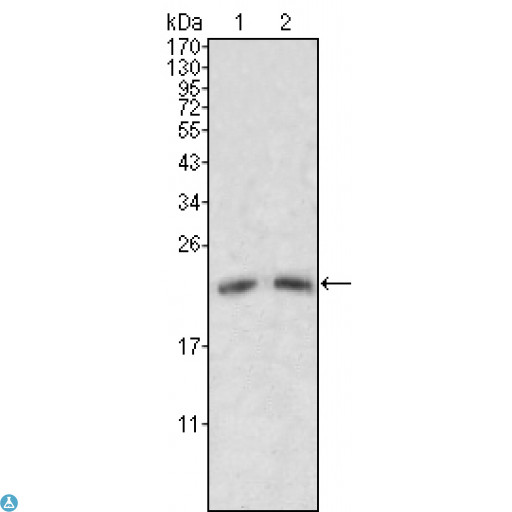 APOM / Apolipoprotein M Antibody - Immunofluorescence (IF) analysis of methanol-fixed L-02 (left) and Cos7 (right) cells using ApoM Monoclonal Antibody showing cytoplasmic and membrane localization.
