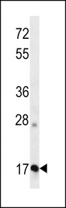 APOO / Apolipoprotein O Antibody - APOO Antibody (N-term ) western blot of K562 cell line lysates (35 ug/lane). The APOO antibody detected the APOO protein (arrow).
