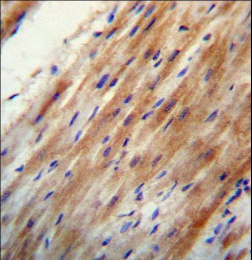 APOO / Apolipoprotein O Antibody - APOO Antibody immunohistochemistry of formalin-fixed and paraffin-embedded human heart tissue followed by peroxidase-conjugated secondary antibody and DAB staining.
