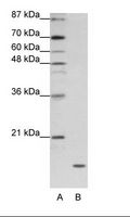 APOO / Apolipoprotein O Antibody - A: Marker, B: HepG2 Cell Lysate.  This image was taken for the unconjugated form of this product. Other forms have not been tested.