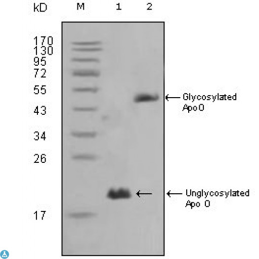 APOO / Apolipoprotein O Antibody - Immunohistochemistry (IHC) analysis of paraffin-embedded human Testis tissues with AEC staining using ApoO Monoclonal Antibody.