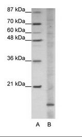 APOO / Apolipoprotein O Antibody - A: Marker, B: HepG2 Cell Lysate.  This image was taken for the unconjugated form of this product. Other forms have not been tested.
