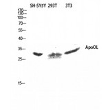 APOOL / Apolipoprotein O-Like Antibody - Western blot of ApoOL antibody