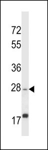 APOOL / Apolipoprotein O-Like Antibody - APOOL Antibody western blot of HL-60 cell line lysates (35 ug/lane). The APOOL antibody detected the APOOL protein (arrow).