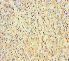 APOOL / Apolipoprotein O-Like Antibody - Immunohistochemistry of paraffin-embedded human pancreatic tissue using APOOL Antibody at dilution of 1:100