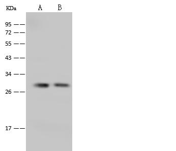 APOOL / Apolipoprotein O-Like Antibody - Anti-APOOL rabbit polyclonal antibody at 1:500 dilution. Lane A: NIH-3T3 Whole Cell Lysate. Lane B: COLO205 Whole Cell Lysate. Lysates/proteins at 30 ug per lane. Secondary: Goat Anti-Rabbit IgG (H+L)/HRP at 1/10000 dilution. Developed using the ECL technique. Performed under reducing conditions. Predicted band size: 29 kDa. Observed band size: 29 kDa.
