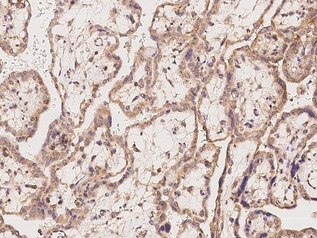 APOOL / Apolipoprotein O-Like Antibody - Immunochemical staining of human APOOL in human placenta with rabbit polyclonal antibody at 1:300 dilution, formalin-fixed paraffin embedded sections.