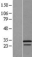 APOOL / Apolipoprotein O-Like Protein - Western validation with an anti-DDK antibody * L: Control HEK293 lysate R: Over-expression lysate