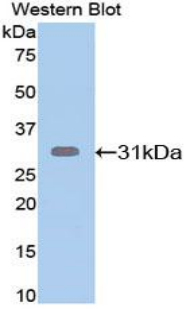 APP / Beta Amyloid Precursor Antibody - Western blot of recombinant APP / Beta Amyloid.  This image was taken for the unconjugated form of this product. Other forms have not been tested.