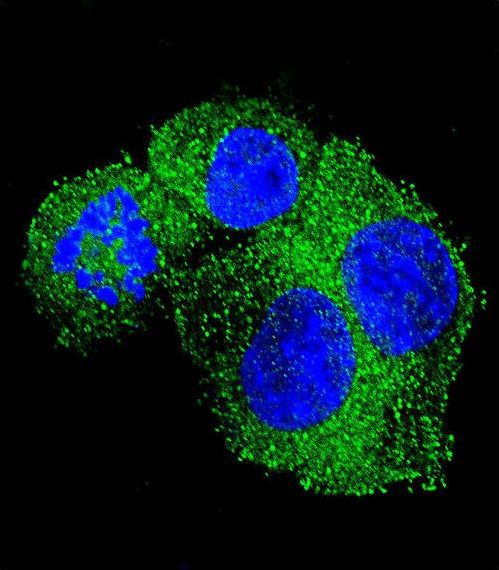 APP / Beta Amyloid Precursor Antibody - Confocal immunofluorescence of APP Antibody with HepG2 cell followed by Alexa Fluor 488-conjugated goat anti-rabbit lgG (green). DAPI was used to stain the cell nuclear (blue).