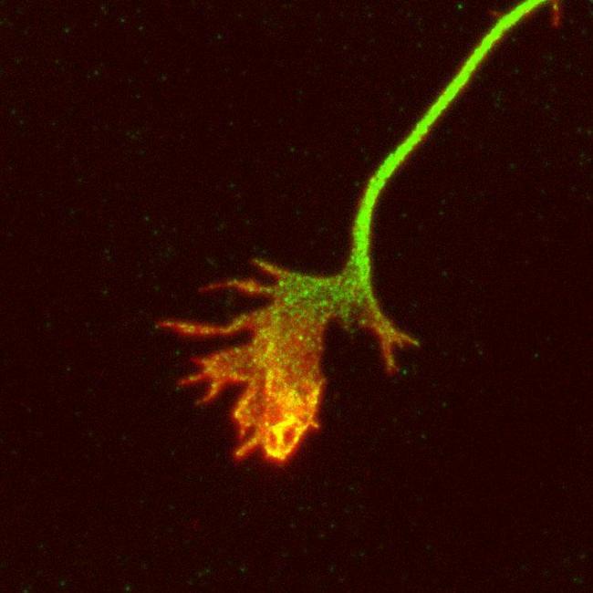 APP / Beta Amyloid Precursor Antibody - Mouse cortical neurons in culture. The green staining is APP-immunoreactivity, using fluorescein-labeled goat anti-chicken IgY and rhodamine-labeled phalloidin as a counterstain. Note the APP-staining of the neurites and growth cones, and the phalloidin-staining limited to the distal growth cones and filapodia. Photomicrograph courtesy of Dr. Philip Copenhaver (OHSU).