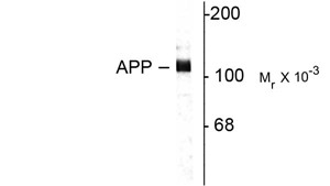 APP / Beta Amyloid Precursor Antibody - Western blot of rat hippocampal lysate showing specific immunolabeling of the ~115k APP protein.