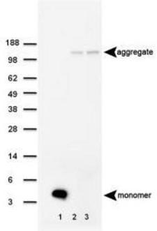 APP / Beta Amyloid Precursor Antibody - Western Blot: beta Amyloid Antibody (MOAB-2) - Western blot of beta Amyloid (MOAB-2) antibody in 1) 100 pmole beta Amyloid 42, 2) 5xFAD mouse brain homogenate Repetition 1 and 3) 5xFAD mouse brain homogenate Repetition 2.  This image was taken for the unconjugated form of this product. Other forms have not been tested.