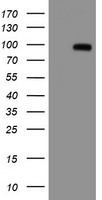 APP / Beta Amyloid Precursor Antibody - HEK293T cells were transfected with the pCMV6-ENTRY control (Left lane) or pCMV6-ENTRY APP (Right lane) cDNA for 48 hrs and lysed. Equivalent amounts of cell lysates (5 ug per lane) were separated by SDS-PAGE and immunoblotted with anti-APP.
