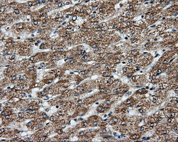 APP / Beta Amyloid Precursor Antibody - IHC of paraffin-embedded Human liver tissue using anti-APP mouse monoclonal antibody.