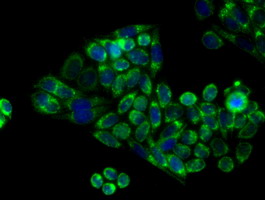 APP / Beta Amyloid Precursor Antibody - Immunofluorescent staining of HeLa cells using anti-APP mouse monoclonal antibody.