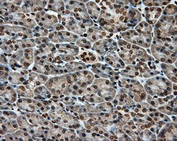 APP / Beta Amyloid Precursor Antibody - IHC of paraffin-embedded Human pancreas tissue using anti-APP mouse monoclonal antibody.
