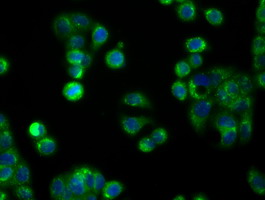 APP / Beta Amyloid Precursor Antibody - Immunofluorescent staining of HT29 cells using anti-APP mouse monoclonal antibody.