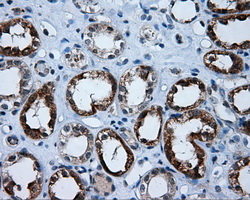 APP / Beta Amyloid Precursor Antibody - Immunohistochemical staining of paraffin-embedded Kidney tissue using anti-APP mouse monoclonal antibody. (Dilution 1:50).
