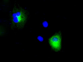 APP / Beta Amyloid Precursor Antibody - Anti-APP mouse monoclonal antibody  immunofluorescent staining of COS7 cells transiently transfected by pCMV6-ENTRY APP.