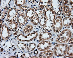APP / Beta Amyloid Precursor Antibody - IHC of paraffin-embedded Kidney tissue using anti-APP mouse monoclonal antibody. (Dilution 1:50).