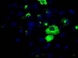APP / Beta Amyloid Precursor Antibody - Anti-APP mouse monoclonal antibody  immunofluorescent staining of COS7 cells transiently transfected by pCMV6-ENTRY APP.