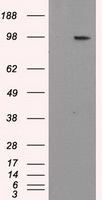 APP / Beta Amyloid Precursor Antibody - HEK293T cells were transfected with the pCMV6-ENTRY control (Left lane) or pCMV6-ENTRY APP (Right lane) cDNA for 48 hrs and lysed. Equivalent amounts of cell lysates (5 ug per lane) were separated by SDS-PAGE and immunoblotted with anti-APP.