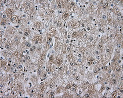 APP / Beta Amyloid Precursor Antibody - Immunohistochemical staining of paraffin-embedded Human liver tissue using anti-APP mouse monoclonal antibody.