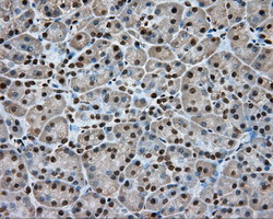 APP / Beta Amyloid Precursor Antibody - Immunohistochemical staining of paraffin-embedded Human pancreas tissue using anti-APP mouse monoclonal antibody.