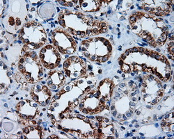 APP / Beta Amyloid Precursor Antibody - IHC of paraffin-embedded Kidney tissue using anti-APP mouse monoclonal antibody. (Dilution 1:50).