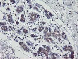 APP / Beta Amyloid Precursor Antibody - IHC of paraffin-embedded Human breast tissue using anti-APP mouse monoclonal antibody.