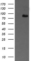 APP / Beta Amyloid Precursor Antibody - HEK293T cells were transfected with the pCMV6-ENTRY control (Left lane) or pCMV6-ENTRY APP (Right lane) cDNA for 48 hrs and lysed. Equivalent amounts of cell lysates (5 ug per lane) were separated by SDS-PAGE and immunoblotted with anti-APP.