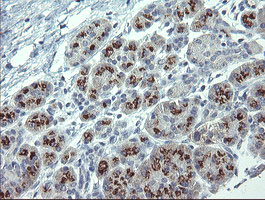 APP / Beta Amyloid Precursor Antibody - IHC of paraffin-embedded Human pancreas tissue using anti-APP mouse monoclonal antibody.