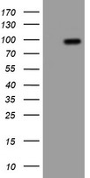 APP / Beta Amyloid Precursor Antibody - HEK293T cells were transfected with the pCMV6-ENTRY control (Left lane) or pCMV6-ENTRY APP (Right lane) cDNA for 48 hrs and lysed. Equivalent amounts of cell lysates (5 ug per lane) were separated by SDS-PAGE and immunoblotted with anti-APP.