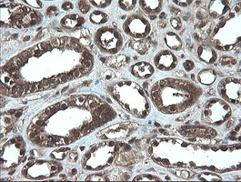 APP / Beta Amyloid Precursor Antibody - IHC of paraffin-embedded Human Kidney tissue using anti-APP mouse monoclonal antibody.