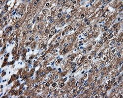 APP / Beta Amyloid Precursor Antibody - IHC of paraffin-embedded liver tissue using anti-APP mouse monoclonal antibody. (Dilution 1:50).