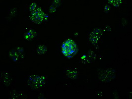 APP / Beta Amyloid Precursor Antibody - Immunofluorescent staining of HepG2 cells using anti-APP mouse monoclonal antibody.