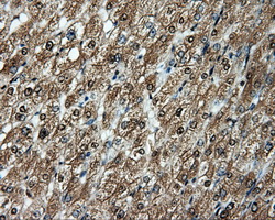APP / Beta Amyloid Precursor Antibody - IHC of paraffin-embedded liver tissue using anti-APP mouse monoclonal antibody. (Dilution 1:50).