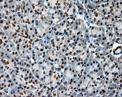 APP / Beta Amyloid Precursor Antibody - IHC of paraffin-embedded pancreas tissue using anti-APP mouse monoclonal antibody. (Dilution 1:50).