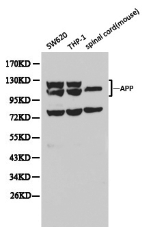 APP / Beta Amyloid Precursor Antibody - Western blot of APP/ beta -Amyloid pAb in extracts from SW620, THP-1 cells and mouse spinal cord tissue.