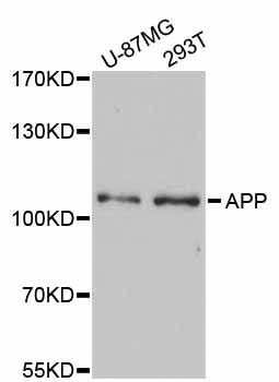 APP / Beta Amyloid Precursor Antibody - Western blot analysis of extracts of various cell lines.