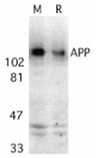 APP / Beta Amyloid Precursor Antibody - Western blot of APP in mouse (M) and rat (R) brain tissue lysates with APP antibody at 2 ug/ml.