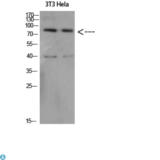 APP / Beta Amyloid Precursor Antibody - Western Blot (WB) analysis of 3T3 HeLa cells using Amyloid-beta Polyclonal Antibody diluted at 1:500.