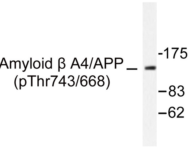 APP / Beta Amyloid Precursor Antibody - Western blot of p-Amyloid- beta (T743)pAb in extracts from HeLa cells.