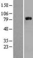 APP / Beta Amyloid Precursor Protein - Western validation with an anti-DDK antibody * L: Control HEK293 lysate R: Over-expression lysate