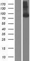 APP / Beta Amyloid Precursor Protein - Western validation with an anti-DDK antibody * L: Control HEK293 lysate R: Over-expression lysate