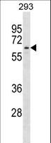 APPBP2 Antibody - APPBP2 Antibody western blot of 293 cell line lysates (35 ug/lane). The APPBP2 antibody detected the APPBP2 protein (arrow).