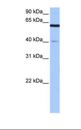 APPBP2 Antibody - Fetal brain cell lysate. Antibody concentration: 0.5 ug/ml. Gel concentration: 12%.  This image was taken for the unconjugated form of this product. Other forms have not been tested.