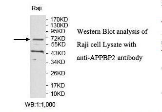 APPBP2 Antibody