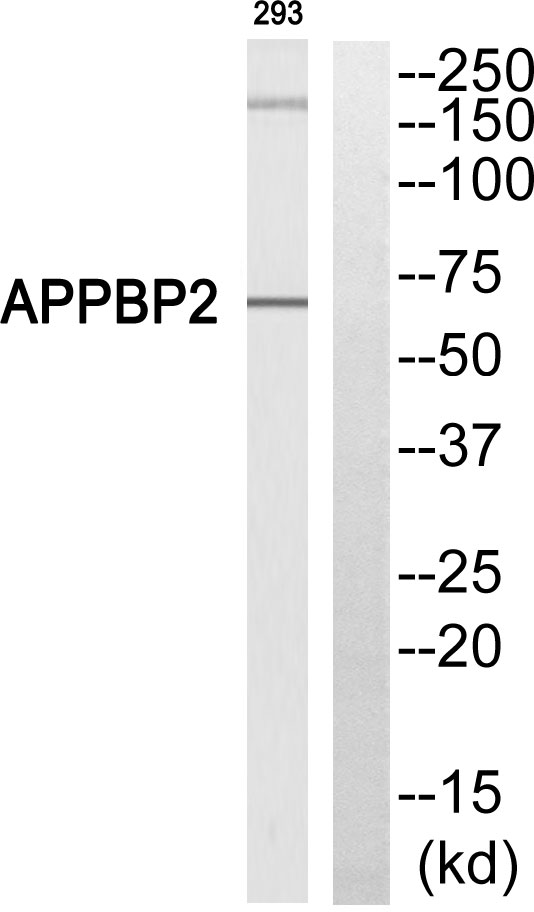 APPBP2 Antibody - Western blot of extracts from 293 cells, using APPBP2 antibody.